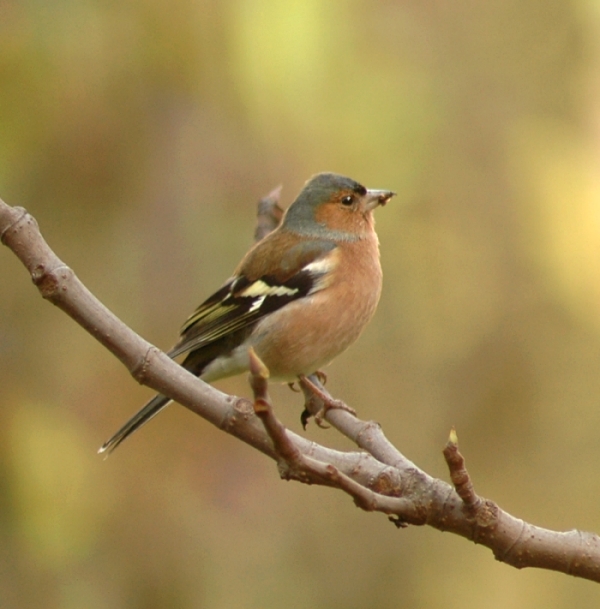 Fringuello Frinigilla coelebs
